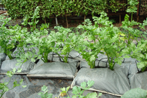 袋式栽培的应用与推广